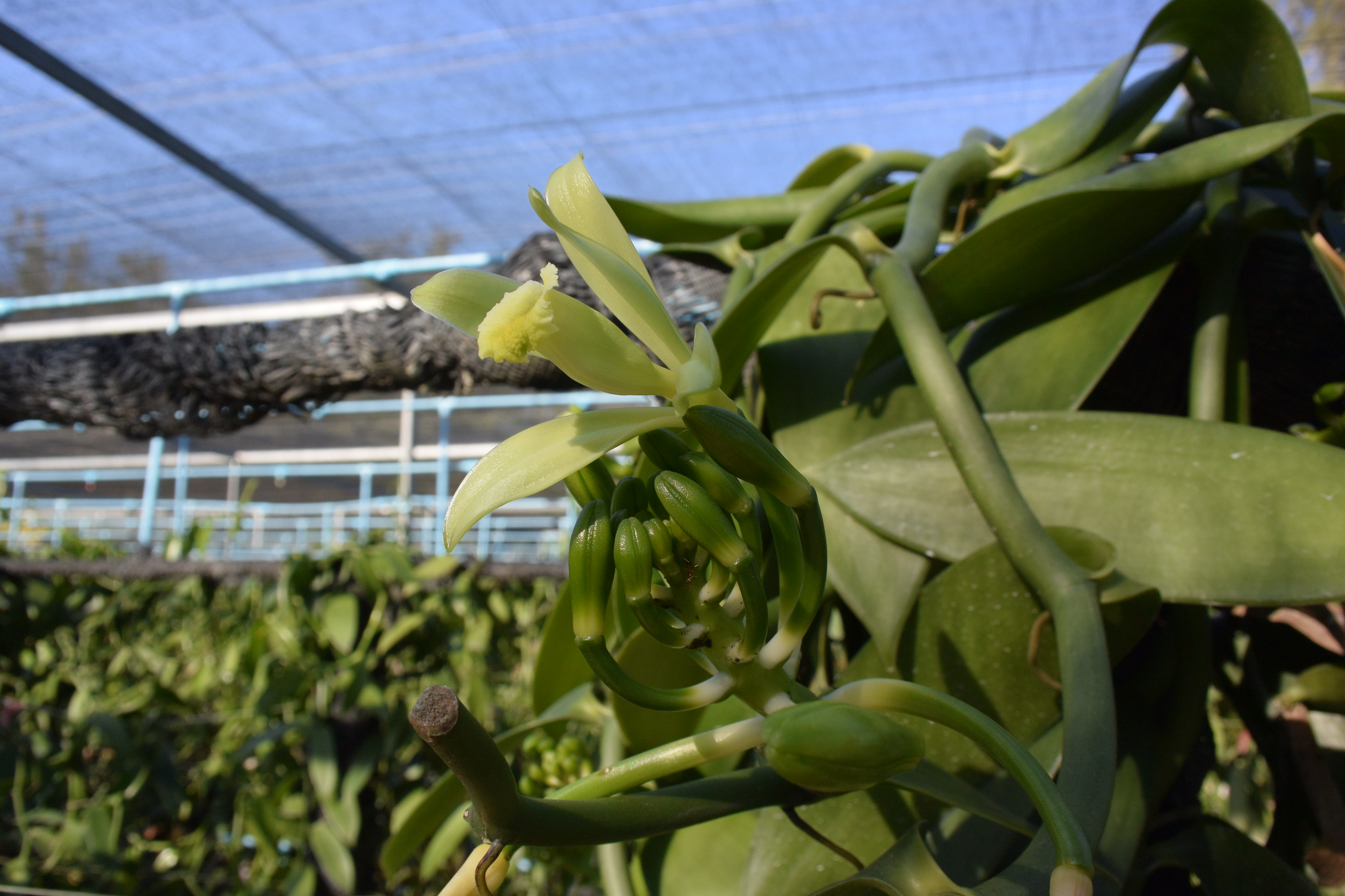 Rows of young vanilla plants under shade netting